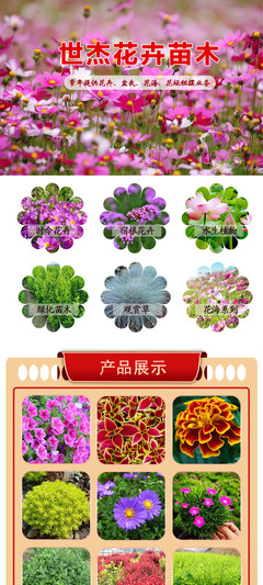 國(guó)慶菊選購(gòu)指南 花卉租擺首選，優(yōu)質(zhì)供應(yīng)商與價(jià)格解析