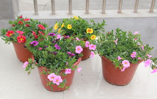 彩色牽?；ㄅ柙?易種花卉大苗，帶花爆盆的蔬菜園藝新寵