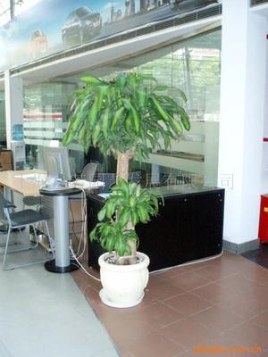 真花綠化花柱選購指南 價格、供應與批發渠道解析